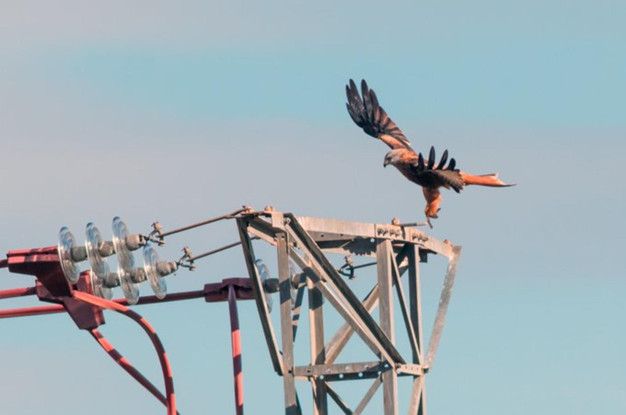 Águila. Rapaz. Fauna. Tendido eléctrico. Electricidad. Infraestructuras.
